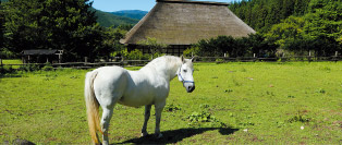 遠野ふるさと村